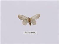 藏品(中灰舟蛾)的圖片